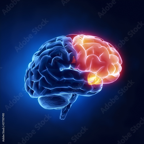 Illustration: Frontal lobe - Human brain in x-ray view Frontal lobe - Human brain in x-ray view