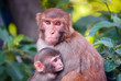 mother chimpanzee huges her cute baby mother chimpanzee huges her cute baby