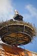 Weißstorch