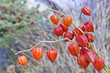 loving hearts agains on forest loving hearts agains on forest