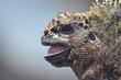 Iguana Close Up