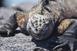 Iguana