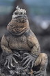 Galapagos Iguana