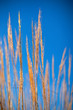 Herbes au vent E