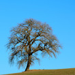 Albero solitario