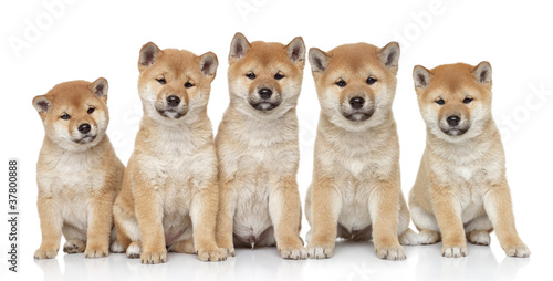 Photo: Shiba inu puppies portrait Shiba inu puppies portrait