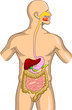 Digestive System