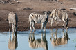 Photo: zebre che bevono zebre che bevono