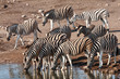 zebre che bevono