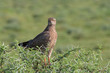falco africano
