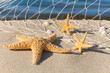 Urlaubserinnerungen, Stillleben mit Seesternen