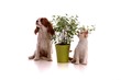 Hund und Katze mit Pflanze