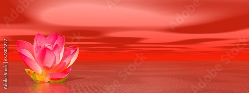 Illustration: Lily flower in red ocean Lily flower in red ocean