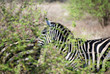 Zebra hinter Buschwerk