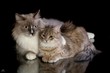 Katzenfreunde