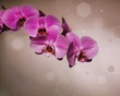 Pink orchid over brown background in retro style