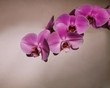 Pink orchid