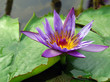 Blaue, tropische Seerose