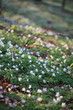windflower, Forest in the springtime