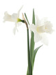 daffodil