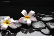 with frangipani flowers on pebbles