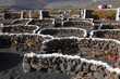 Vineyard in volcanic soil of Canary Island Lanzarote