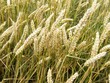 A cereal field in summer A cereal field in summer