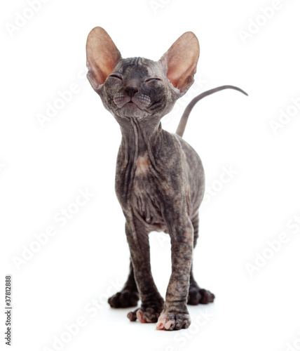 Photo: Satisfied hairless sphynx kitten Satisfied hairless sphynx kitten