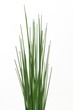Grass on white background