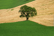 Colline marchigiane
