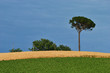 Paesaggio marchigiano