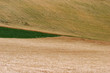 Campi marchigiani