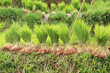 Kete kesu,plants de riz