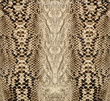 Snake skin, reptile