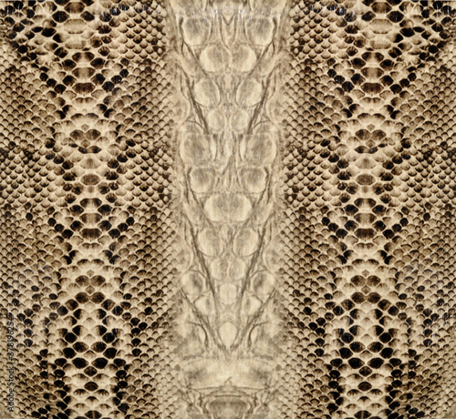 Photo: Snake skin, reptile Snake skin, reptile