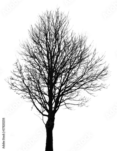 Photo: black tree silhouette black tree silhouette