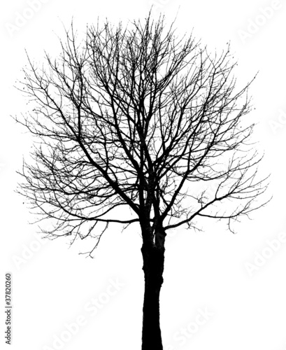 Photo: tree silhouette isolated on white background tree silhouette isolated on white background