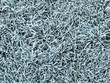 Gras mit Rauhreif, winterlicher Hintergrund Gras mit Rauhreif, winterlicher Hintergrund