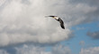 Mouette