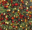 christbaum