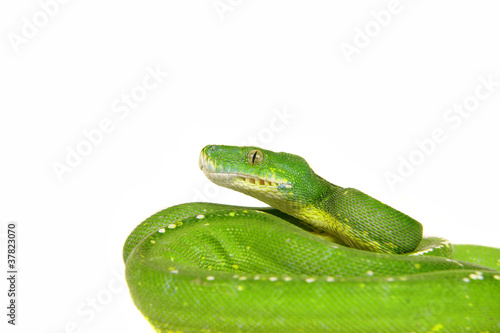 Foto: Snake ,Schlange ,Boa,Python,morelia viridis Snake ,Schlange ,Boa,Python,morelia viridis