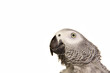 Graupapagei Papagei Vogel Kopf
