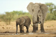 Elephant #15