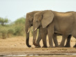 Elephant #17