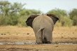 Elephant #19