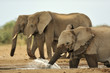 Elephant #20