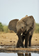 Elephant #21