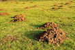 mole hills