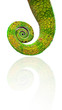 queue de caméléon