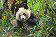 Hungry giant panda bear eating bamboo